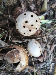 Myriostoma coliforme