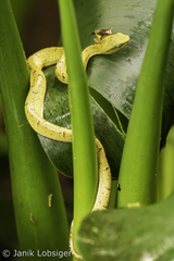 Bothriechis lateralis