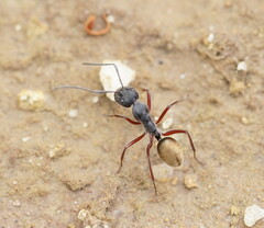 Camponotus suffusus bendigensis