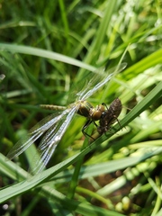 Odonata