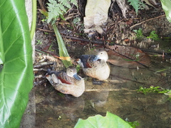 Dendrocygna javanica