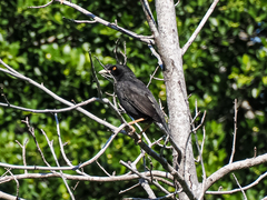 Acridotheres cristatellus