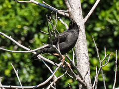 Acridotheres cristatellus