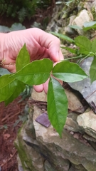 Tetrastigma hemsleyanum