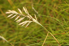 Festuca rubra