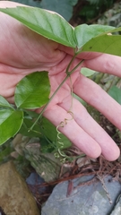 Tetrastigma hemsleyanum