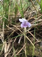Viola hederacea