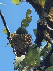 Quercus ithaburensis