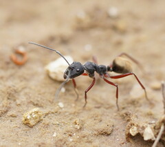 Camponotus suffusus bendigensis