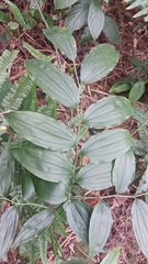 Disporum kawakamii