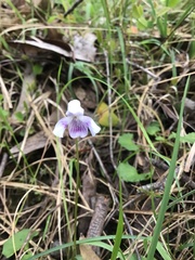 Viola hederacea