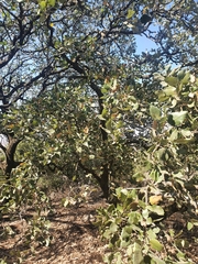 Quercus ithaburensis