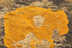 Xanthoria calcicola