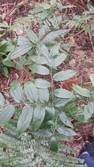 Disporum kawakamii