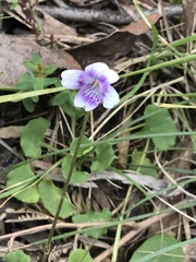 Viola hederacea