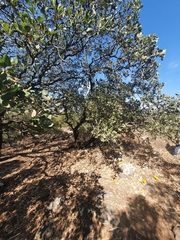 Quercus ithaburensis