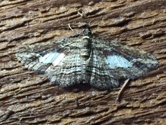 Chloroclystis filata