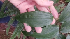 Disporum kawakamii