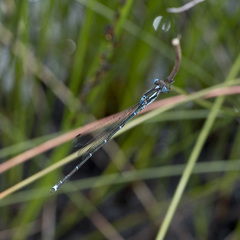 Austrolestes colensonis