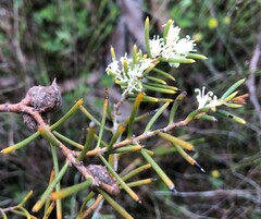 Hakea rugosa