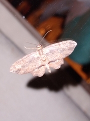 Chloroclystis filata