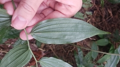 Disporum kawakamii