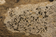 Lichinaceae