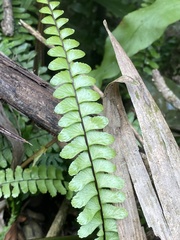 Adiantum caudatum