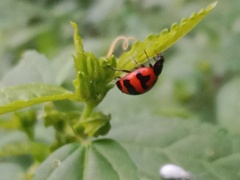 Coccinella transversalis