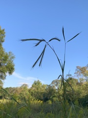 Dichanthium aristatum