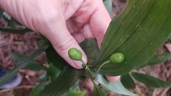 Disporum kawakamii