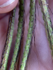 Dichanthium aristatum