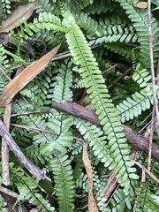 Adiantum caudatum