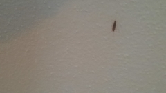 Ctenolepisma lineatum