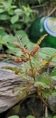 Phyllanthaceae
