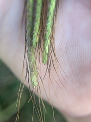 Dichanthium aristatum