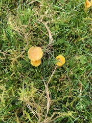 Hygrocybe ceracea