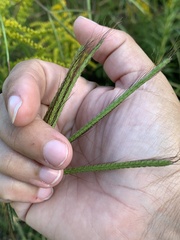 Dichanthium aristatum