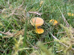 Hygrocybe ceracea