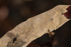 Membranipora membranacea