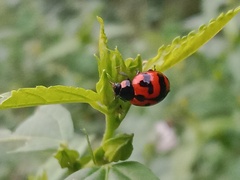 Coccinella transversalis