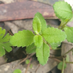 Gonocarpus tetragynus