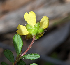 Hibbertia appressa