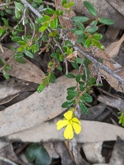 Hibbertia appressa