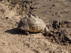 Stigmochelys pardalis