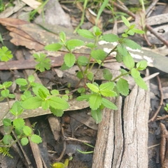 Gonocarpus tetragynus