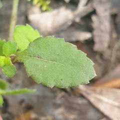 Gonocarpus tetragynus