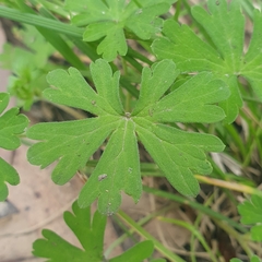 Geranium potentilloides