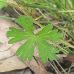 Geranium potentilloides