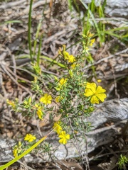 Hibbertia riparia